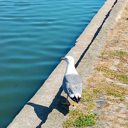 아파트 Apartament Eforie Nord 데포리노드