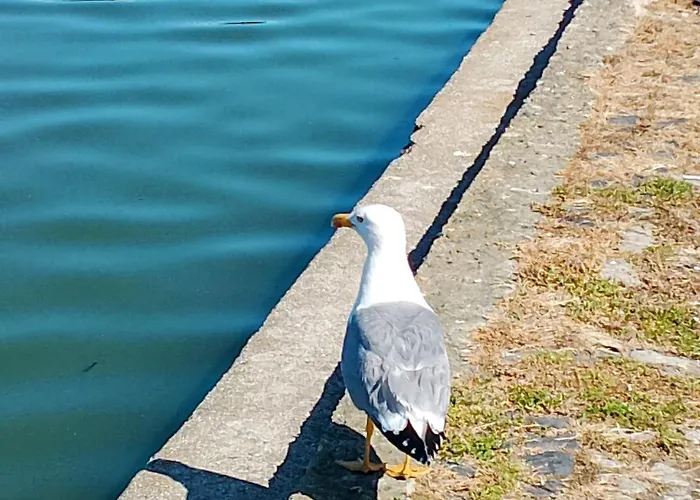 Appartement apartament eforie nord Eforie Nord